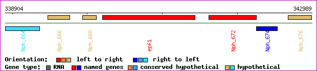 gene map
