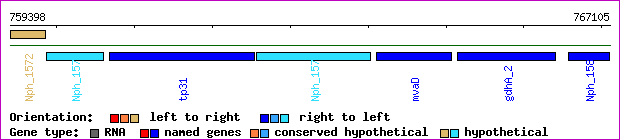 gene map