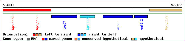 gene map