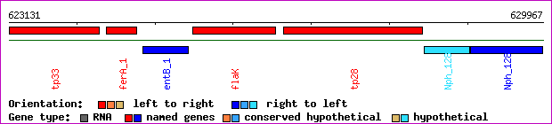 gene map