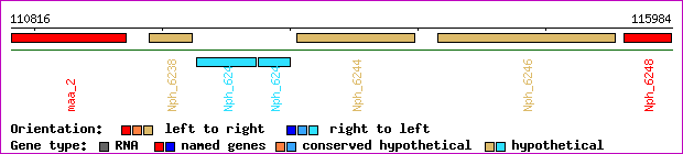 gene map