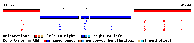 gene map