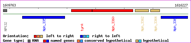 gene map