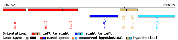 gene map