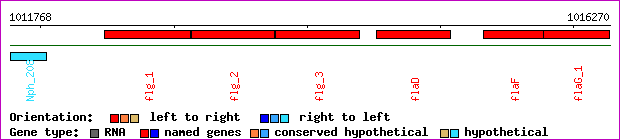 gene map