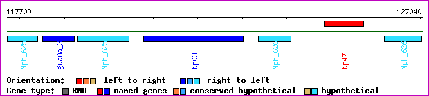 gene map