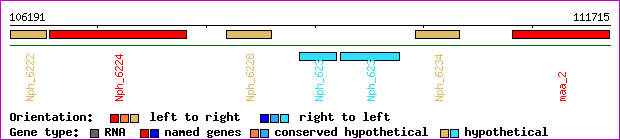gene map