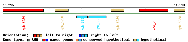 gene map