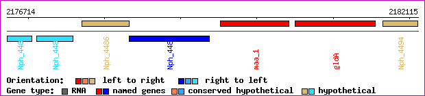 gene map