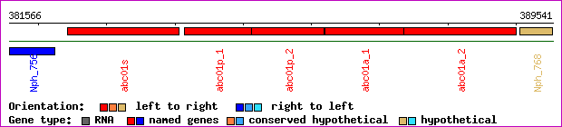gene map