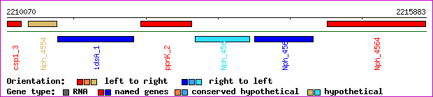 gene map