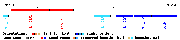 gene map