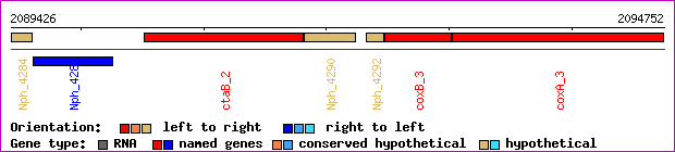 gene map