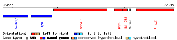 gene map