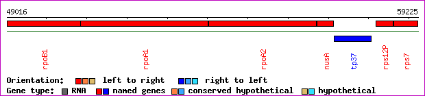 gene map