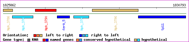 gene map