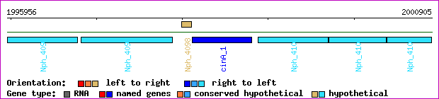 gene map