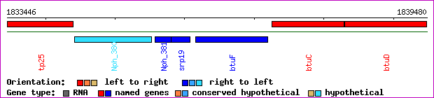 gene map