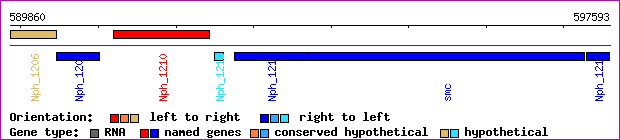 gene map