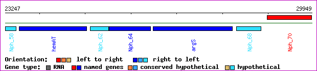 gene map