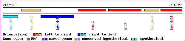 gene map