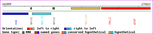 gene map