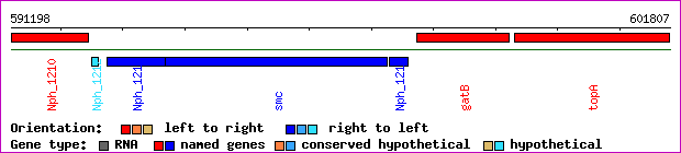 gene map