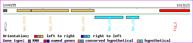 gene map
