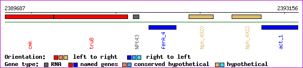 gene map