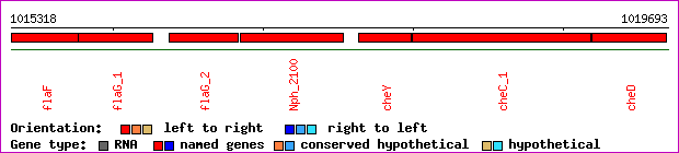 gene map