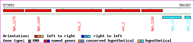 gene map