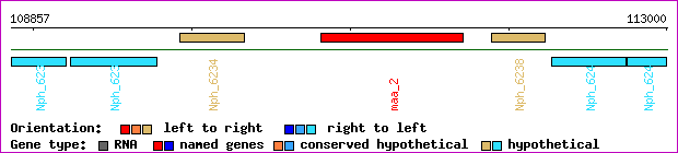 gene map