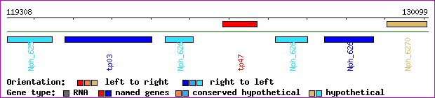gene map
