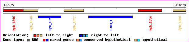 gene map