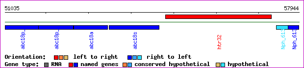 gene map