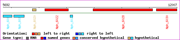 gene map
