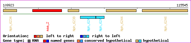 gene map