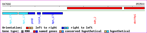 gene map