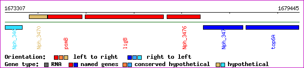 gene map