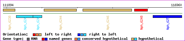 gene map