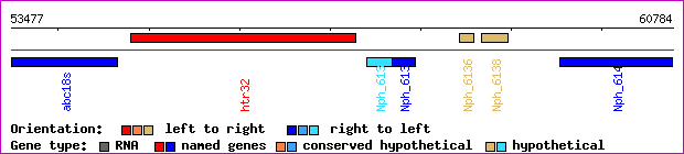 gene map