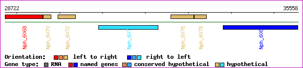 gene map